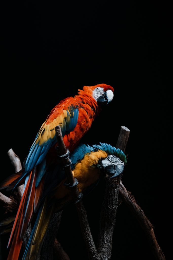 Pair of Macaws at Australia Zoo, Beerwah, Australia. Home of The Crocodile Hunter - Steve Irwin.