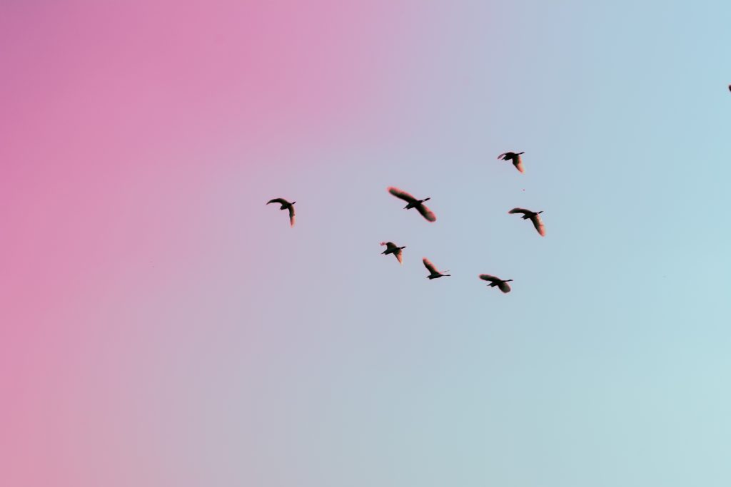 photo of birds flying up in the skiy