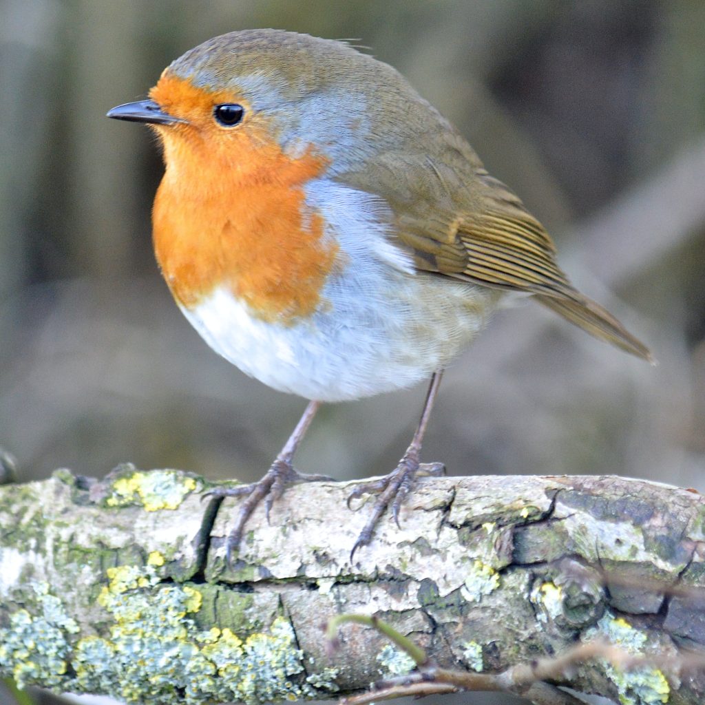 Picture of a robin in summer plumage